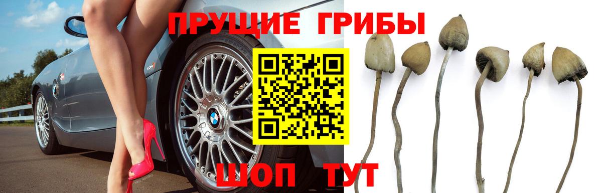 Галлюциногенные грибы прущие грибы Советская Гавань